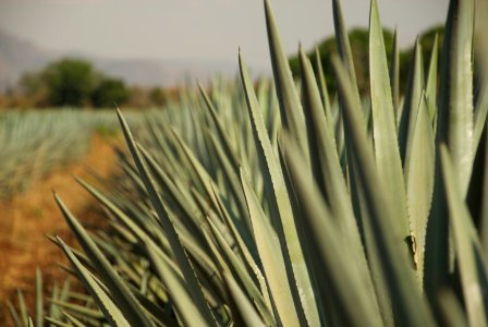 tequila