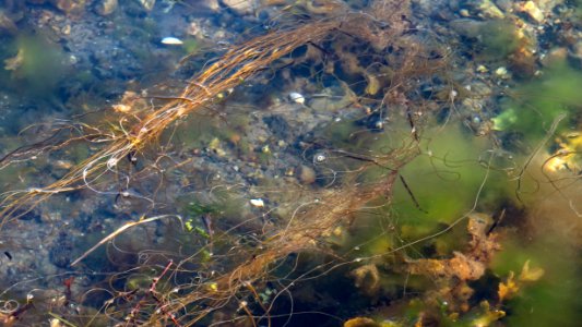 Dead man's rope and other algae in Govik photo