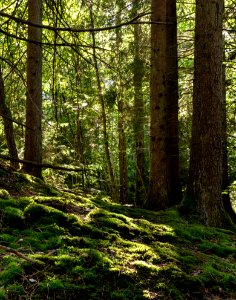 Moss on slope into Gullmarsskogen ravine 1