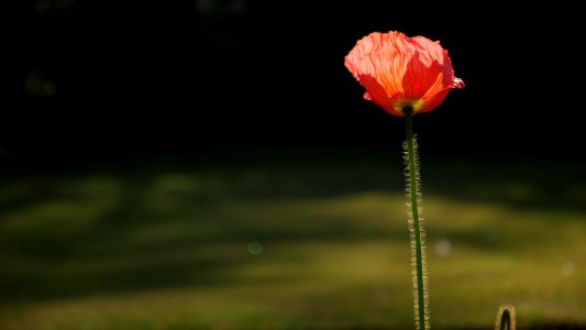 Poppy / Coquelicot