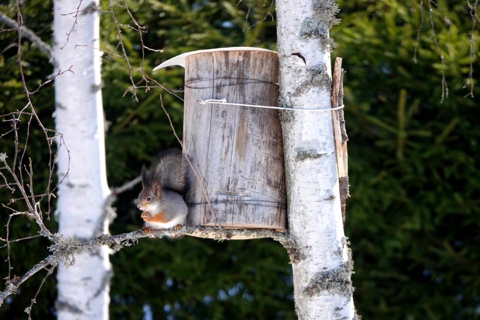 20180331 The Squirrel, RX10IV, 600mm, handheld, unedited