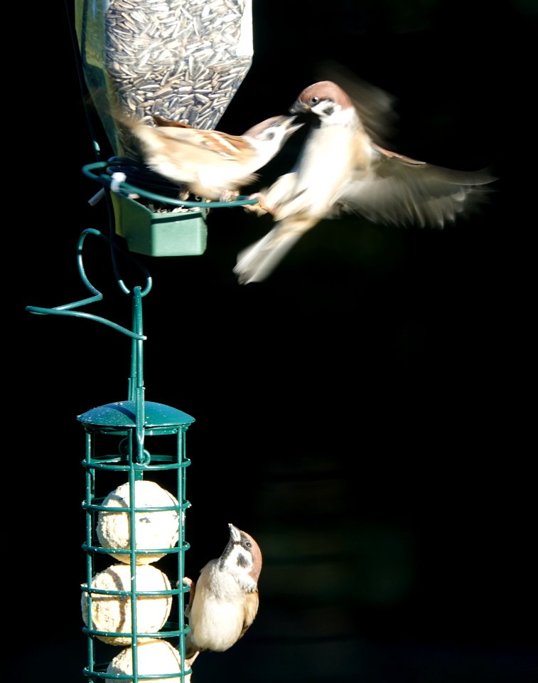 20191019 Tree sparrows