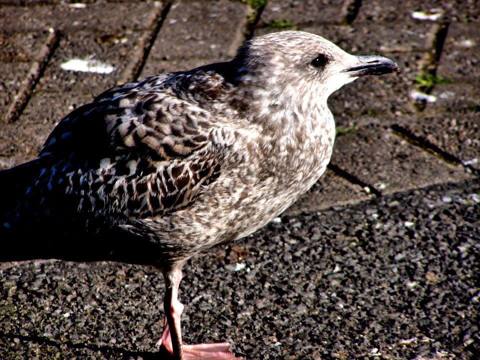 Black-bellied Plover