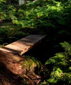 Footbridge and ferns in Gullmarsskogen ravine 1 photo