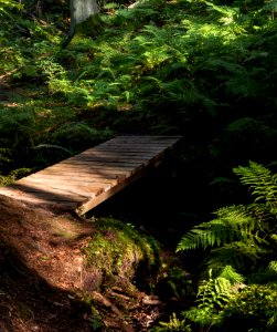 Footbridge and ferns in Gullmarsskogen ravine 1