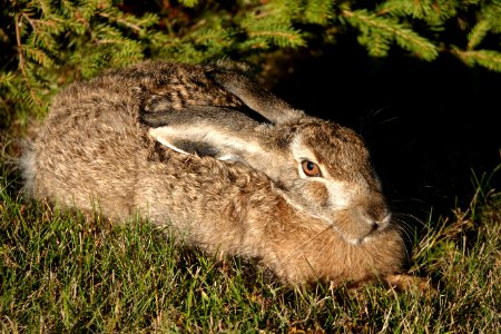 20181019 Brown hare sunbathing photo