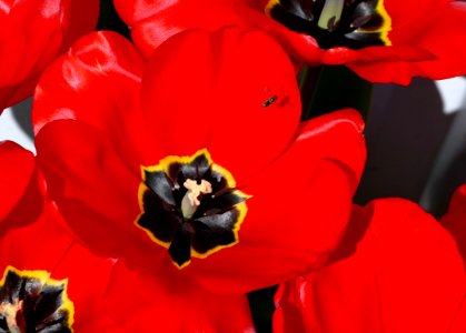 Big red tulips with small flying insect