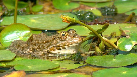 Amphibien