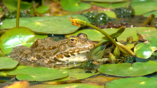 Amphibien photo