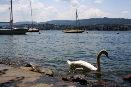 Swan on Lake Zürich photo
