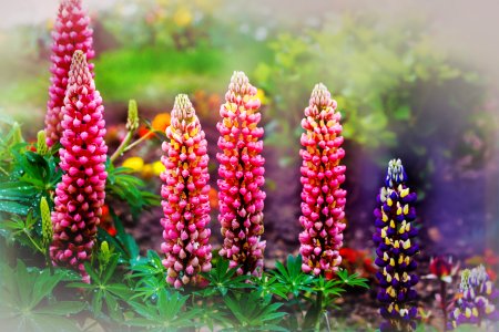 massifs de lupins