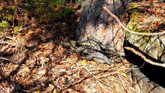 The vipers at Ruissalo park