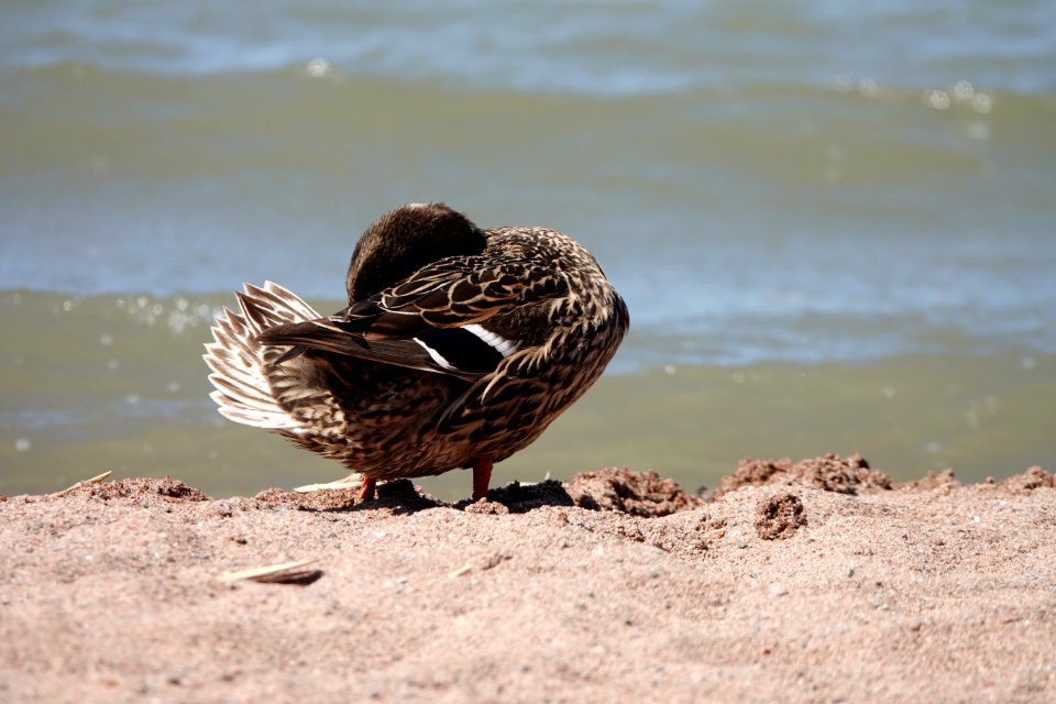 Two pictures of a duck 1/2