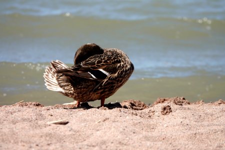 Two pictures of a duck 1/2