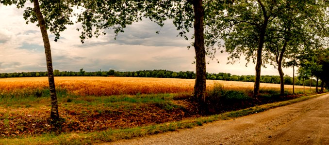 les champs de blé