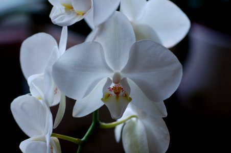 Phalaenopsis