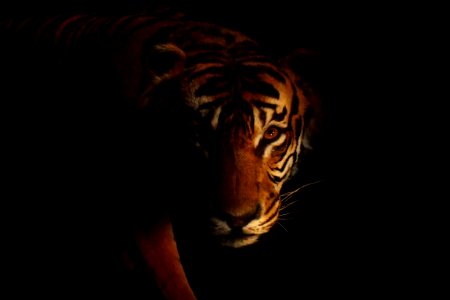 Tigre, espèce menacée