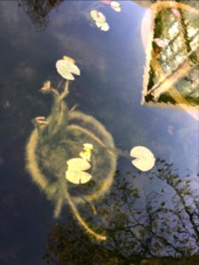 wate reflection