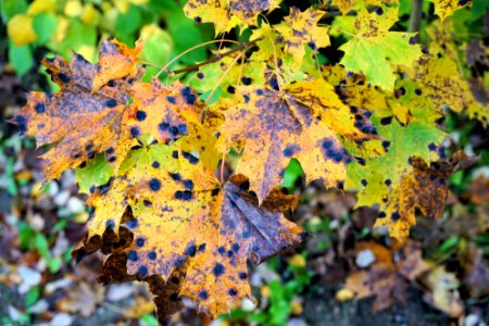 Colours of Autumn 4