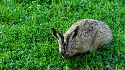 A brown hare having a hangover