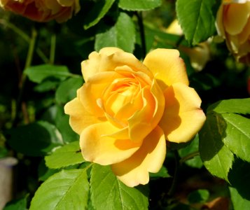 yellow rose 3 photo