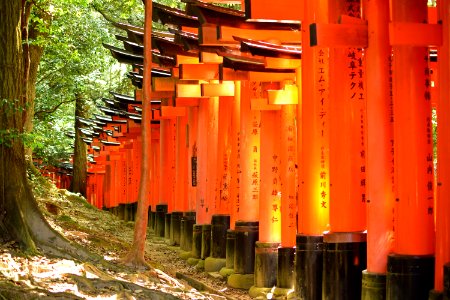 Fushimi Inari-taisha Torii photo