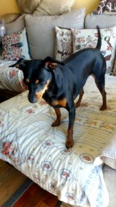 IMG-20160803-WA0001