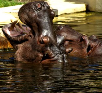 Hippopotamus photo