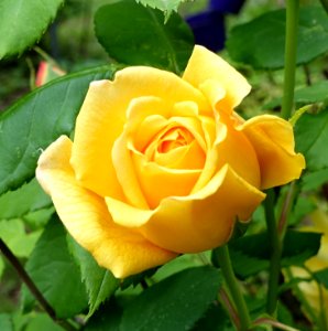 yellow rose 1 photo