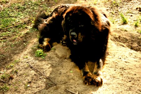 Tibetan Mastiff photo