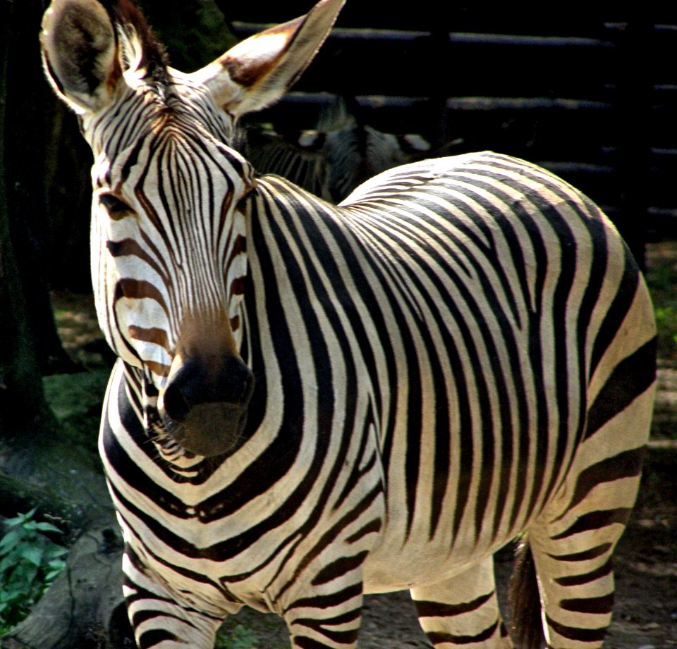 Zebra