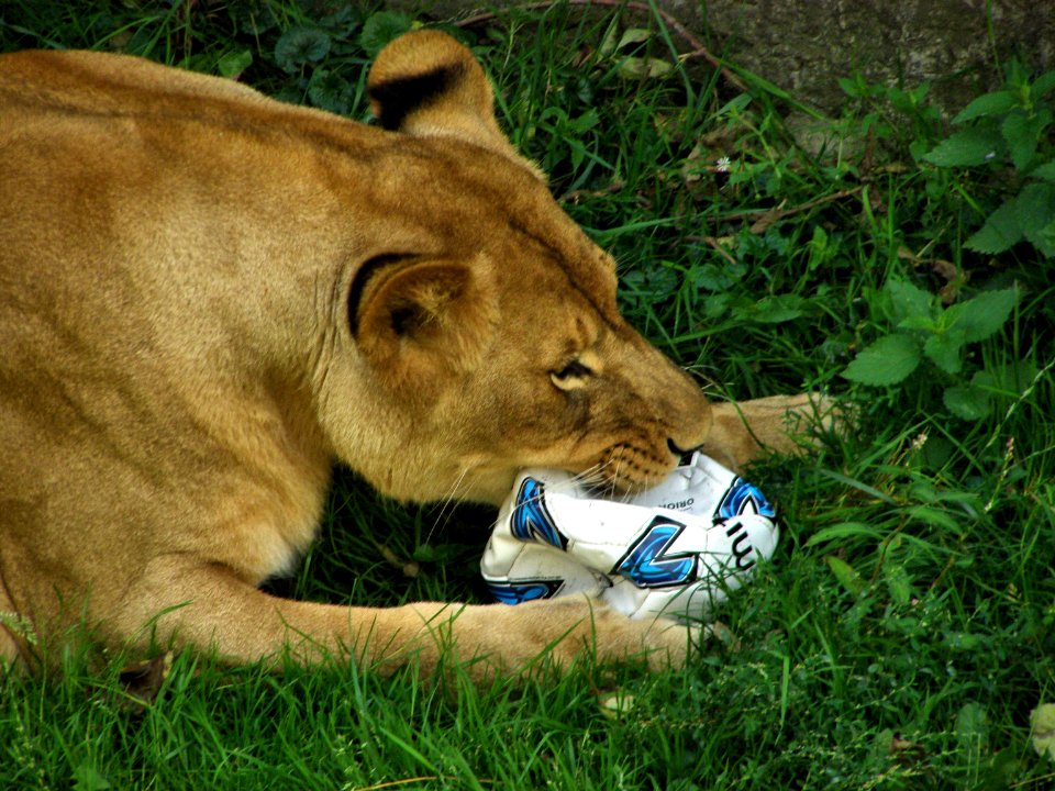 Lion with ball photo