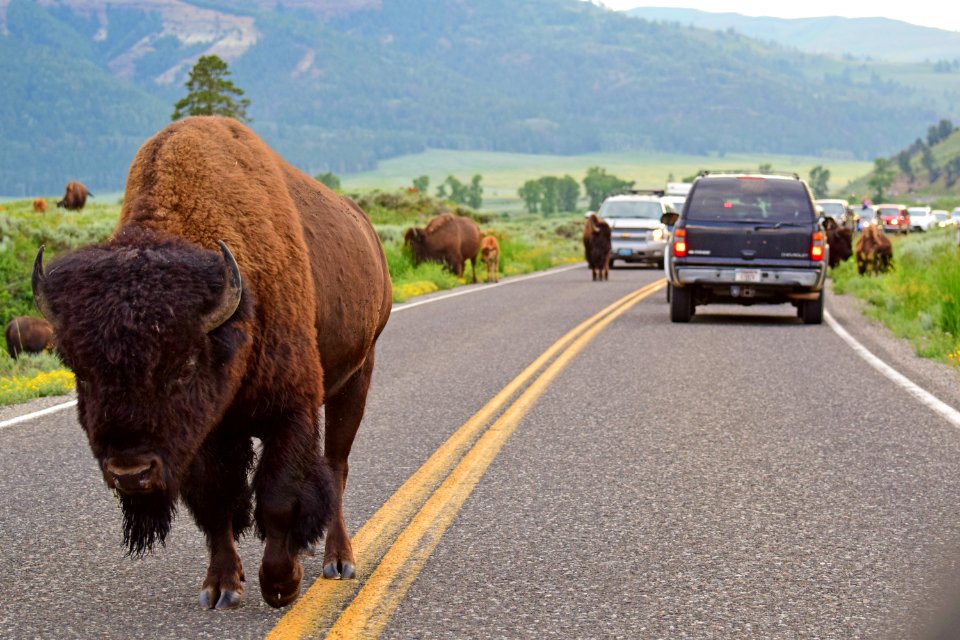 Yellowstone 1