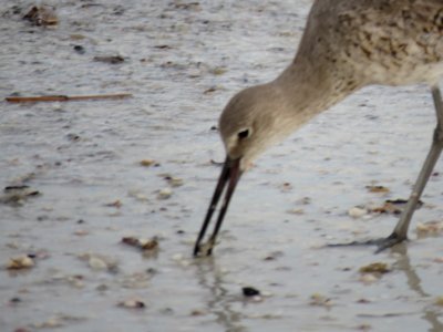 Willet, Clearwater Beach, 2016