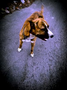 Un perrito