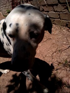 Dalmata uwu