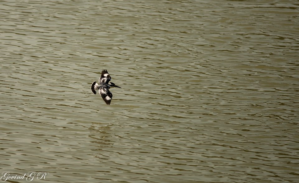 pied kingfisher - Ceryle rudis