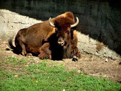 European bison photo