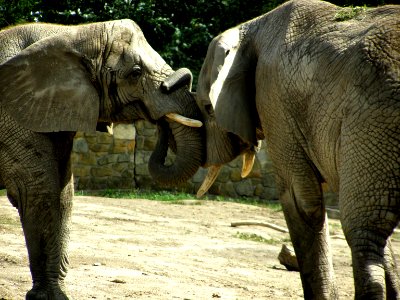 Indian elephants photo