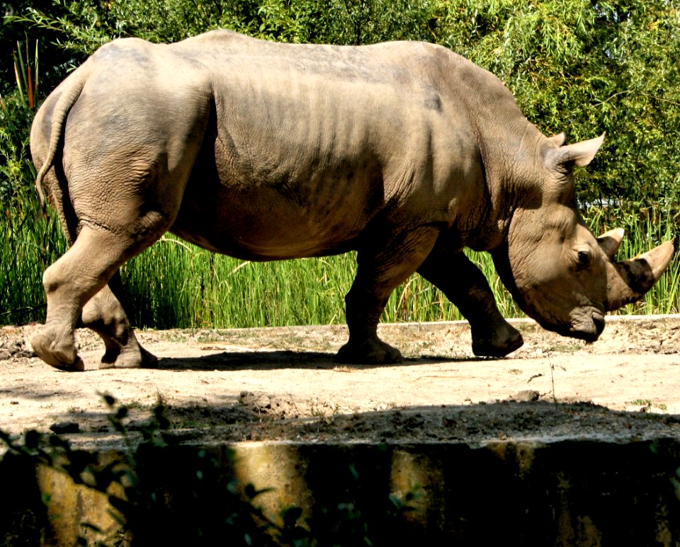 Sumatran rhinoceros
