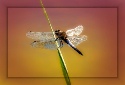 dragon fly with Lumix photo