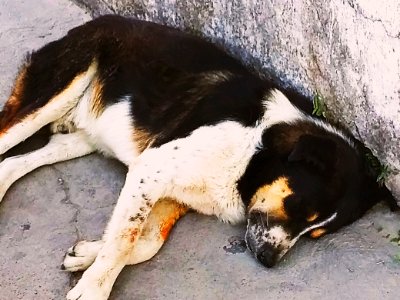 Perro durmiendo