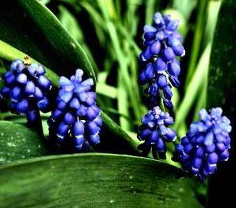 Grape hyacinth photo