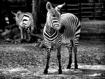 Zebra photo