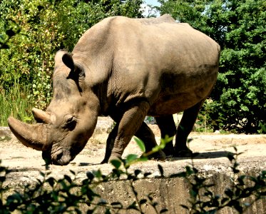 Sumatran rhinoceros photo