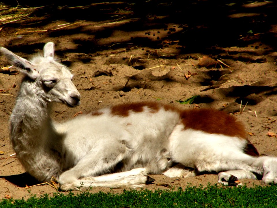 Llama