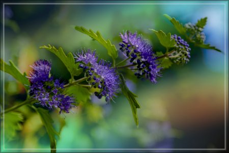 joli décor de parterre