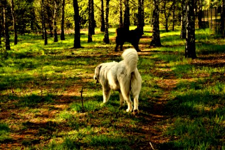 Polish shepherd dog photo