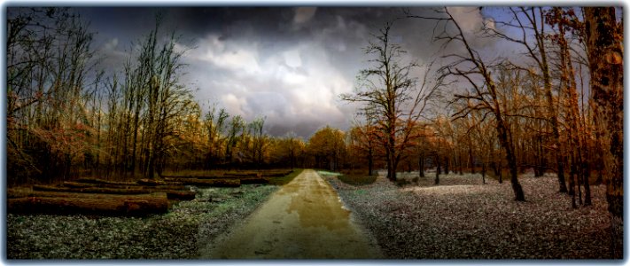 un chemin dans les bois