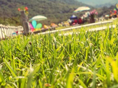 Vista de insecto
